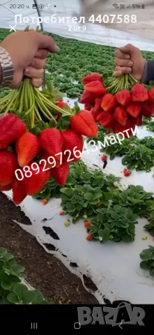 Разсад ягоди , снимка 11 - Разсади - 49471052