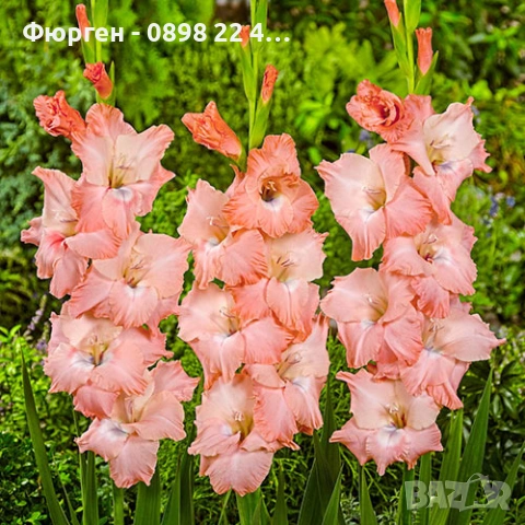🌸 Луковици Гладиоли (Gladiolus), снимка 2 - Разсади - 53145212