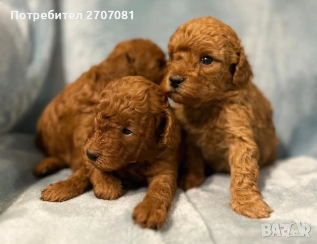 Мини пудел, снимка 2 - Пудели - 46524122