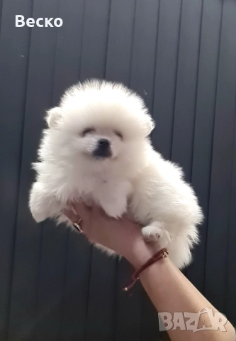 Померан мини мъжко , снимка 6 - Померан - 52907523