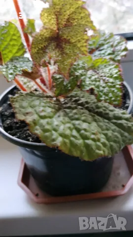 Продавам цветя Бегония Рекс (царска Бегония), снимка 7 - Стайни растения - 49969501