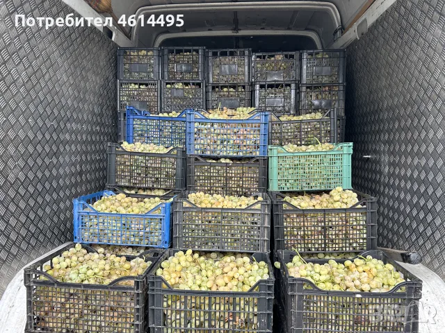 Грозде за вино и ракия, снимка 11 - Други услуги - 55901144