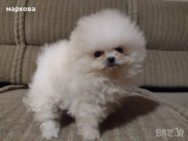 померански шпиц-женско кученце, снимка 3 - Померан - 48878888