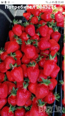 продавам разсад ягоди, снимка 1