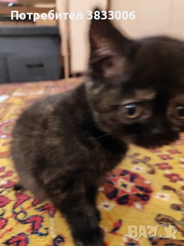 късокосмести Британски котета, снимка 2 - Британска късокосместа - 53731275
