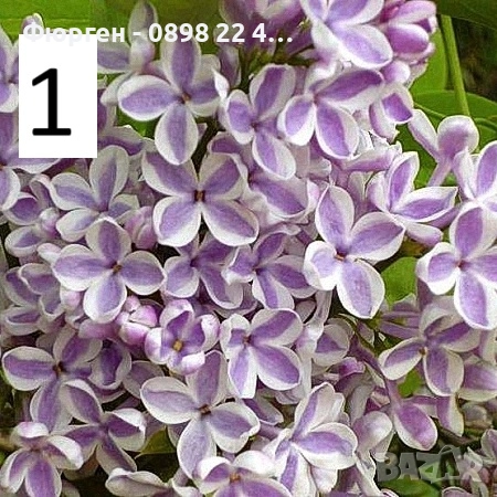 Люляк / Lilac Налични 4 цвята , снимка 4 - Разсади - 51517425