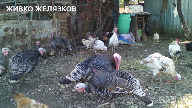 ПРОДАВАМ  --- ЛЕЖАЩИ ПУЙКИ-МАЙКИ СЪС ЯЙЦАТА ИМ, снимка 11 - Кокошки и пуйки - 43961759