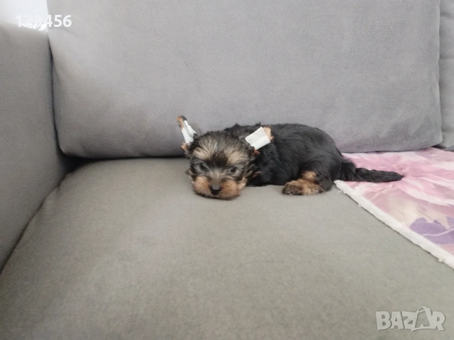 Йорки мини , снимка 6 - Йоркширски териер - 53416685