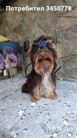 шоколадов мини йоркшир, снимка 1