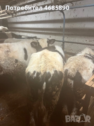 Телета , снимка 3 - Крави - 53726527