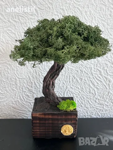 Бонсай със скандинавски мъх, снимка 1