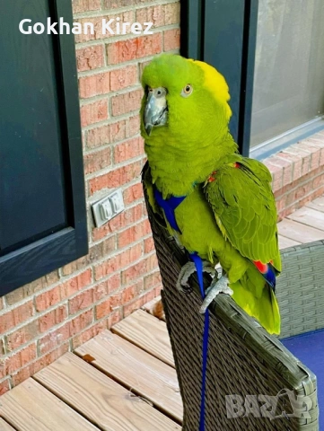 Папагали Жълтотила Амазона