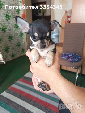 Чихуахуа с паспорт и ваксина 