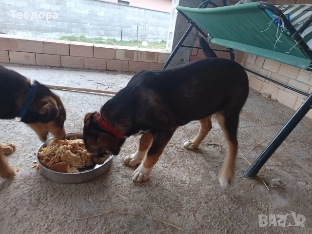 подарява се кученце на 4 месеца, снимка 7 - Други - 53849269