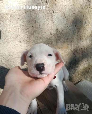 дого аржентин продава се*