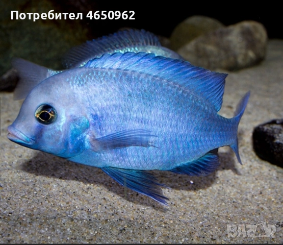 Аквариумни риби, африкански цихлиди от езерото Малави, снимка 3 - Рибки - 52414237