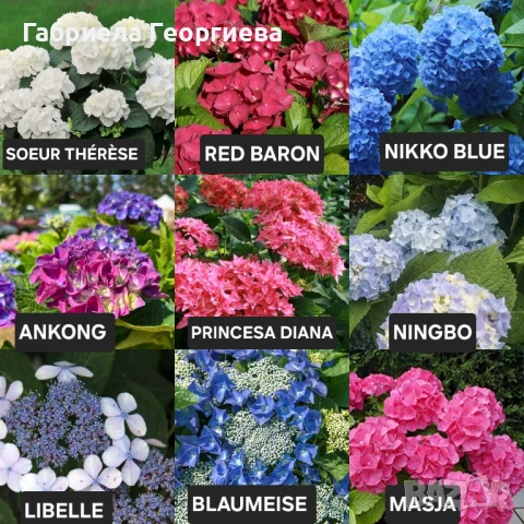 Хортензия за сянка 