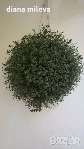 Кализия, Callisia Repens Care, снимка 5 - Стайни растения - 42265579