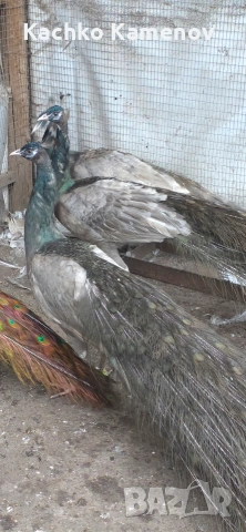 пауни, снимка 5 - други­ - 53406703