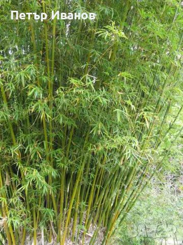 Бамбук студеноустойчив с корен, снимка 6 - Градински цветя и растения - 41115267