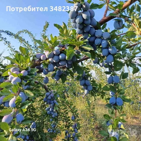 Сини сливи за ракия , снимка 4 - Домашни продукти - 55768738