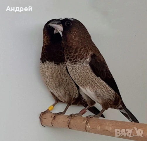 Японски амадини 