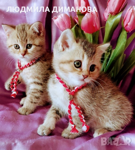 Шотландски мъжки златни чинчили. , снимка 3 - Британска късокосместа - 53619769