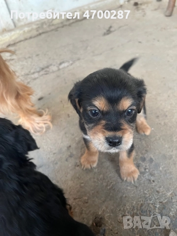 Смесени кокер шпаньоли – 6 свободни, могат да се запазят, снимка 2 - Кокер шпаньол - 52988551