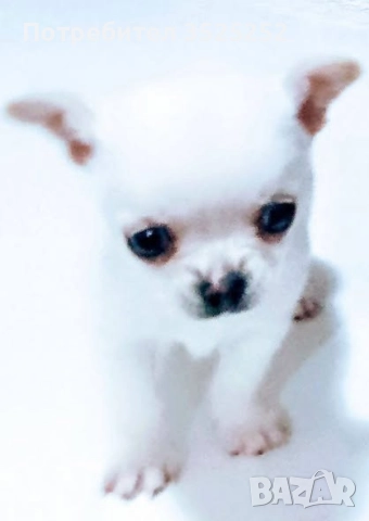 ПРОДАВАМ  ЧИХУАХУА-МИНИ , БЯЛО МОМЧЕНЦЕ НА 2 М. СЪС  ЗДРАВЕН ПАСПОРТ ! , снимка 3 - Чихуахуа - 52811877