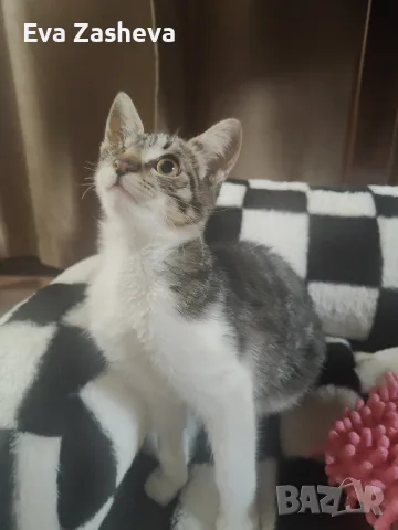 Подарявам малко коте, снимка 2 - Други - 56261504