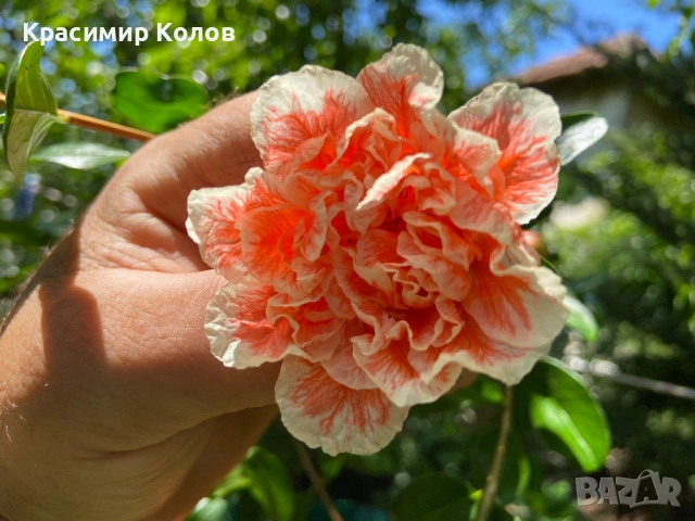 Декоративни видове нарове три цвята, растения, цъфтящи, дръвчета, снимка 9 - Градински цветя и растения - 53823765