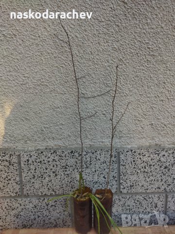 Брекина (Sorbus terminalic) плодно медоносно дърво, снимка 12 - Градински цветя и растения - 30347880