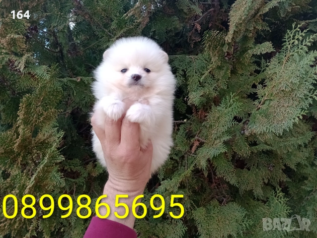 Женски Померан. Реални снимки от 26.02.26 г., снимка 2 - Померан - 53626869