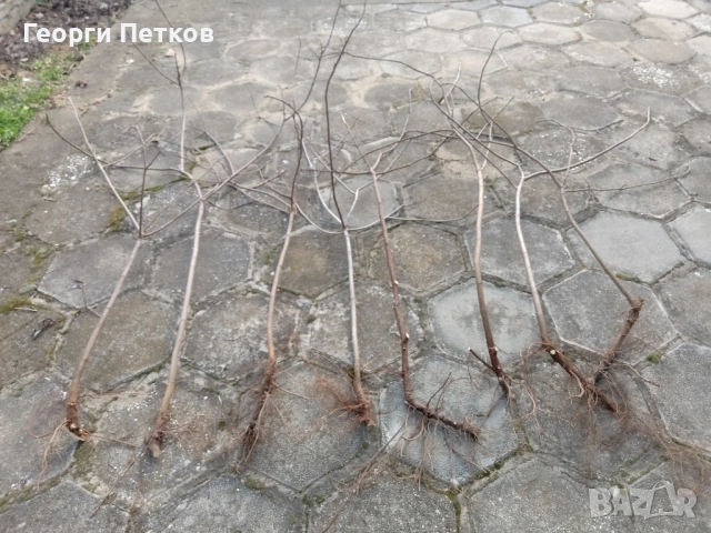 Смокинови фиданки от бяла смокиня., снимка 3 - Градински цветя и растения - 53792056