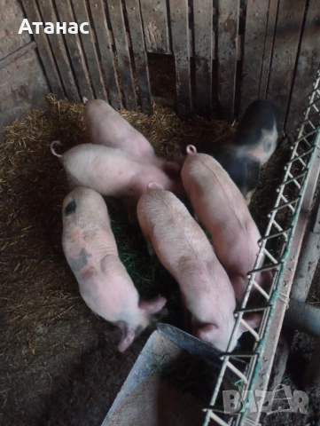 Продавам малки прасенца