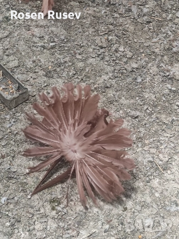 Свободни гълъби 100 бр.Пощи Ардезио гълъби на въртене , снимка 2 - Гълъби - 52429670