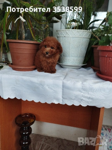 Той Пуделчета , снимка 6 - Пудели - 52909276