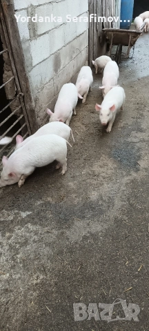 прасенца, снимка 9 - Прасета - 52814781