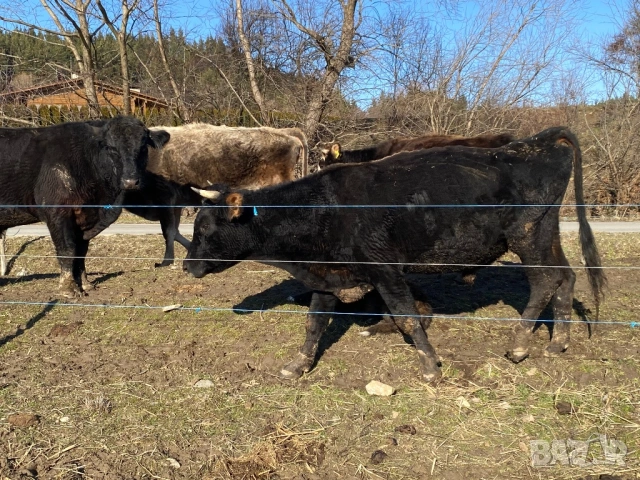 Бикове, снимка 3 - Крави - 44952380
