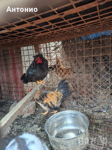 Джинки петлета,, снимка 4 - други­ - 53298096