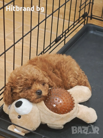 Той Пудел , снимка 3 - Пудели - 53353405