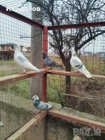 Пощенски гълъби, снимка 2 - Гълъби - 53221488