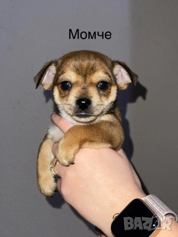 Мини чихупинчери чихуахуа пинчер, снимка 2 - Чихуахуа - 52859619