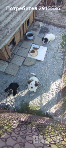 Подарявам кученца 