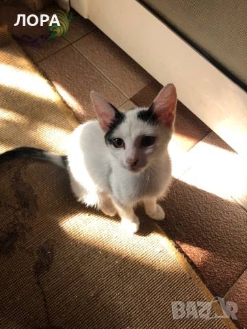 Мило момиче търси дом