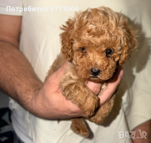 Пудел той, снимка 6 - Пудели - 53498812