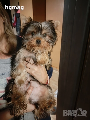 Йоркширски териер мини йорки., снимка 4 - Йоркширски териер - 51929023