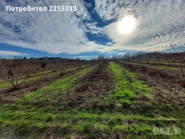 Продавам лешникова градина, снимка 2 - Земеделска земя - 48766274