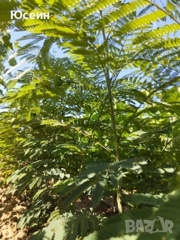 Фиданки от Албиция , снимка 5 - Градински цветя и растения - 51598315