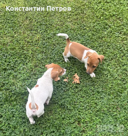 Джак Ръсел териерчета, снимка 4 - Джак ръсел териер - 55873228